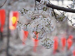Tokyo Cherry Blossoms and Lanterns