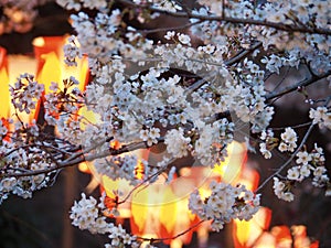 Tokyo Cherry Blossoms and Lanterns