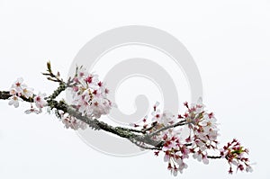 Tokyo cherry Prunus Yedoensis photo