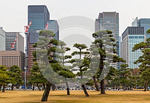 Tokyo Cityscape and Pine Trees in Tokyo, Japan