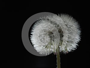 Closeup of parachute ball of dandelion on black background