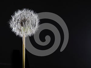 Dandelion puff or parachute ball on black background