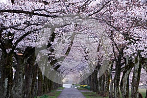 Morning scene of Cherry blossoms arcade in a park in Tokyo early in the morning