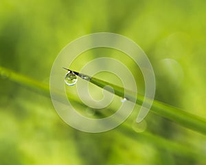 Closeup of small waterdrop on grass illuminated by the rising sun
