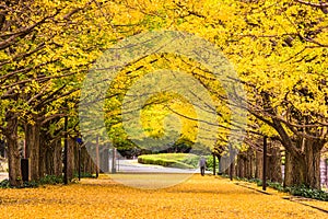 Tokyo Japan in Autumn