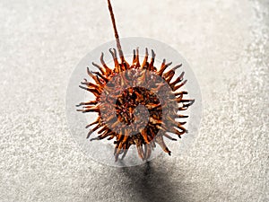 Closeup of a nut of American sweetgum or Liquidambar styraciflua or American storax or hazel pine photo