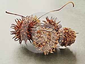 Closeup of a nut of American sweetgum or Liquidambar styraciflua or American storax or hazel pine photo