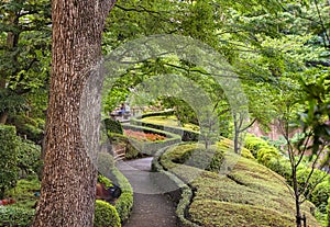 Thick trunk and zigzag pathway in the inner garden of the Hotel New Otani.