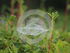 Three dimensional spider`s web after the rain