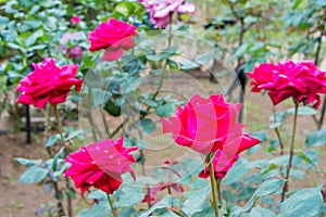 Rose Flower Christian Dior at Kyu-Furukawa Gardens in Tokyo, Japan photo