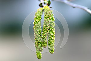 Flowers of Firma Alder or Asian Alder or Japanese Green Alder or Alnus firma in spring photo