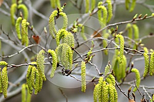 Flowers of Firma Alder or Asian Alder or Japanese Green Alder or Alnus firma in spring photo