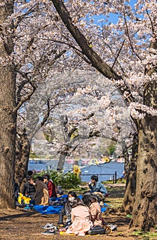 Japanese girls with face mask enjoying cherry blossoms of Ueno park.