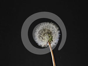 Closeup of parachute ball of dandelion on black background