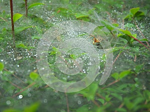 Spiders web in the mist
