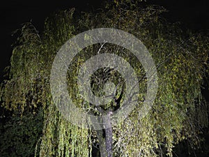 Tokyo,Japan - November 10, 2021: A wet willow tree in the night