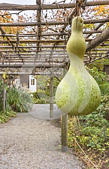 Dettagliato sul giapponese zucca sospeso sul uscire da giardino 