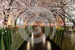 Tokyo meguro river cherry blossom at night