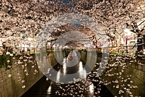 Tokyo meguro river cherry blossom at night