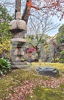 Tokyo Metropolitan Park KyuFurukawa japanese garden`s  Nuresagigata stone lantern overlooking by red maple momiji leaves in autumn