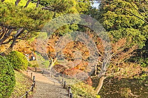 Tokyo Metropolitan Park KyuFurukawa japanese garden`s path overlooking by maples and pines trees in autumn