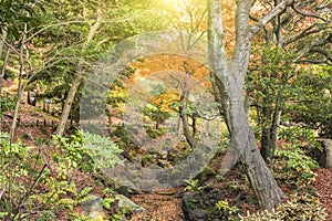 Tokyo Metropolitan Park KyuFurukawa japanese garden`s stream overlooking by maples and pines trees in autumn