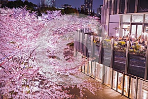 Tokyo Midtown Sakura full bloom