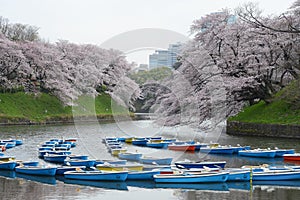 tokyo sakura