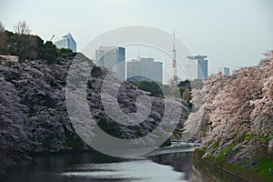 tokyo sakura