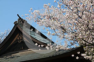 Tokyo sakura