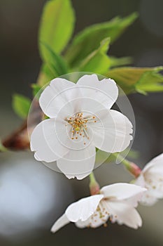 Tokyo Sakuraï¼ˆCerasus yedoensis Matsum. Yu et Liï¼‰ï¼‰