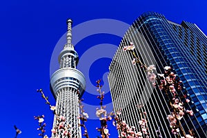Tokyo Sky tower Japan