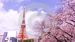 Tokyo tower with sakura foreground in spring time at Tokyo