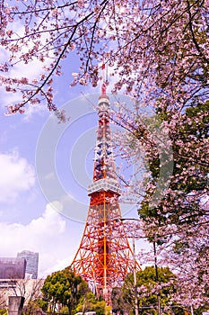 Tokyo tower with sakura foreground in spring time at Tokyo