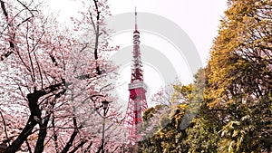 Tokyo tower with sakura foreground in spring time at Tokyo