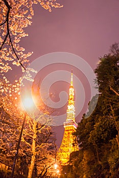 Tokyo tower with sakura foreground in spring time at Tokyo night