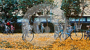 Tokyo University in Autumn