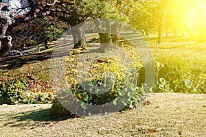 Tokyo very clean public park in autumn with colourful leaves, Japan culture