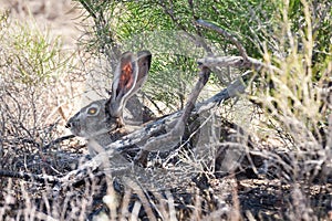 Tolai hare (Lepus tolai) with a fly on his nose resting in saxaul forest