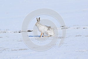 The tolai hare Lepus tolai runs in the snow in early spring looking for food.