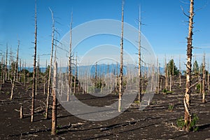 Tolbachik dead forest, a silent witness of a disaster