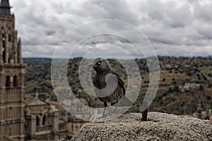 Toledo, Spain. Crow looking out from San Idelfonso church