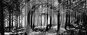 In Tolkiens` Forest 2 : Monochrome
