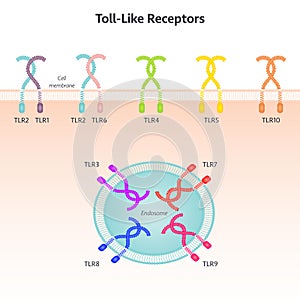 Toll-like receptor science vector illustration background graphic