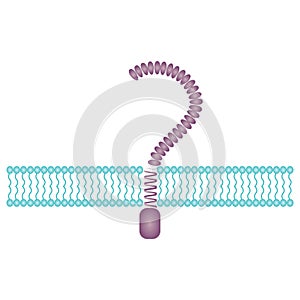Toll-like receptor science vector illustration background graphic