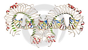 Toll-like receptor 3 (TLR3, murine, ectodomain) protein, bound to double-stranded RNA. Involved in host defense against viruses. photo