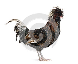 Tollbunt tricolor Polish Rooster, 6 months old photo