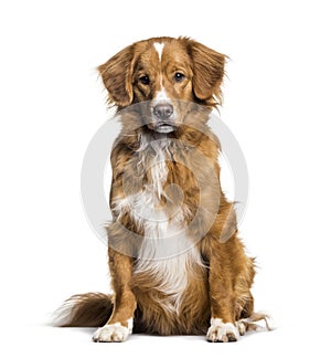 Toller , 2 months, sitting against white background