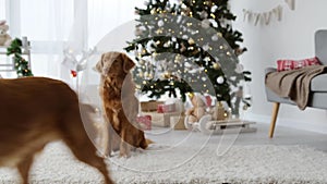 Toller and beagle dogs in Christmas time