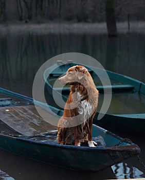 Toller dog aboard a boat, nestled among quiet waters.